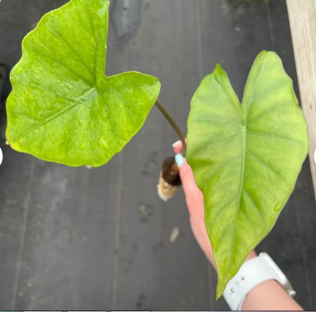 2 Live Plant Alocasia 'Sumo' Elephant Ear Starter Plant For Garden