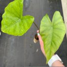 2 Live Plant Alocasia 'Sumo' Elephant Ear Starter Plant For Garden