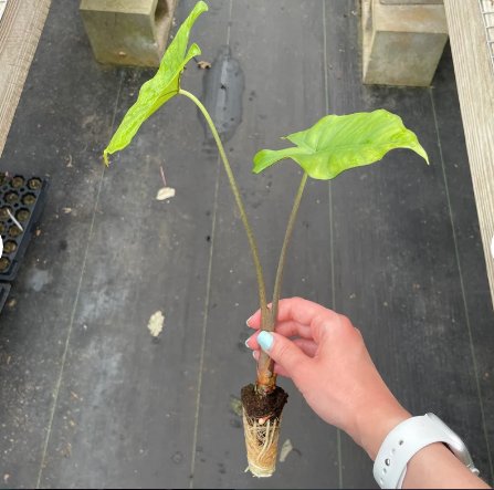 Alocasia 'Sumo' Elephant Ear Starter Plant 4 Live Plant For Garden