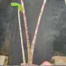 16 Alocasia 'Sumo' Elephant Starter Plant Ear Live Plant For Garden