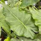 1 Alocasia 'Tyrion' Starter Plant Live Plant For Garden