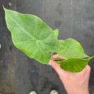 8 Starter Plant Live Plant Alocasia 'Tyrion' For Garden