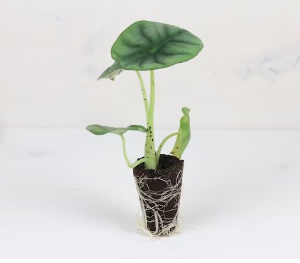 2 Live Plant Alocasia Nebula &acirc;��Imperialis&acirc;�� Starter Plant For Garden