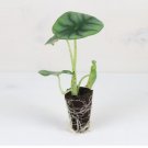 2 Live Plant Alocasia Nebula ‘Imperialis’ Starter Plant For Garden