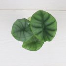 Nebula ‘Imperialis’ Starter Plant 4 Live Plant AlocasiaFor Garden