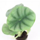 Alocasia Nebula ‘Imperialis’ Starter Plant 16 Live Plant For Garden