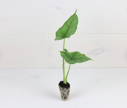 'Dragon's Breath' Heterophylla Starter Plant 2 Live Plant Alocasia For Garden