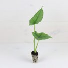 'Dragon's Breath' Heterophylla Starter Plant 2 Live Plant Alocasia For Garden
