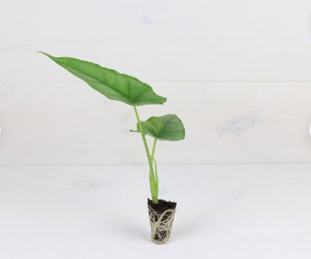 'Dragon's Breath' Heterophylla Starter Plant 4 Live Plant Alocasia For Garden