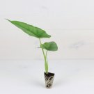 'Dragon's Breath' Heterophylla Starter Plant 4 Live Plant Alocasia For Garden