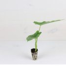 Starter Plant 8 Live Plant 'Dragon's Breath' Heterophylla Alocasia For Garden