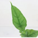 Starter Plant 16 Live Plant 'Dragon's Breath' Heterophylla Alocasia For Garden