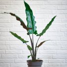 1 Live Plant Alocasia Lauterbachiana Silver Sword Starter Plant For Garden