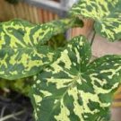 Starter Plant 8 Live Plant Alocasia Hilo Beauty For Garden