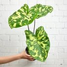 16 Live Plant Alocasia Hilo Beauty Starter Plant For Garden