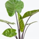 1 Live Plant Alocasia Dark Star Starter Plant For Garden
