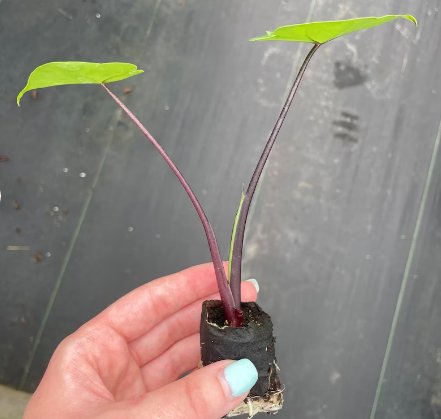 Alocasia Dark Star Starter Plant 2 Live Plant For Garden
