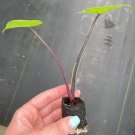Alocasia Dark Star Starter Plant 2 Live Plant For Garden