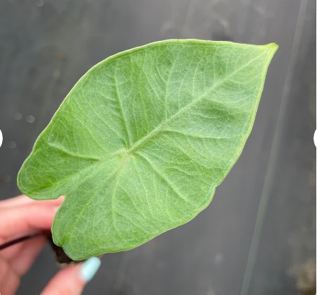 Starter Plant 4 Alocasia Dark Star Live Plant For Garden