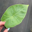Starter Plant 4 Alocasia Dark Star Live Plant For Garden