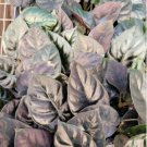 1 Alocasia 'Kapit' Infernalis AKA 'Black Panther' Starter Plant Live For Garden