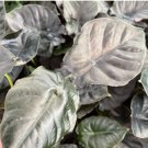 Starter Plant Live 4 Alocasia 'Kapit' Infernalis AKA 'Black Panther' For Garden