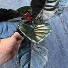 'Black Panther' Starter Plant Live 16 Alocasia 'Kapit' Infernalis AKA For Garden