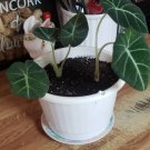 1 Alocasia Dragon's Tooth Starter Plant Rare Live Plant For Garden