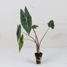 Alocasia Dragon's Tooth Live Plant 16 Starter Plant Rare For Garden
