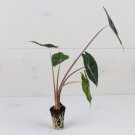 8 Starter Plant Rare Alocasia Dragon's Tooth Live Plant For Garden