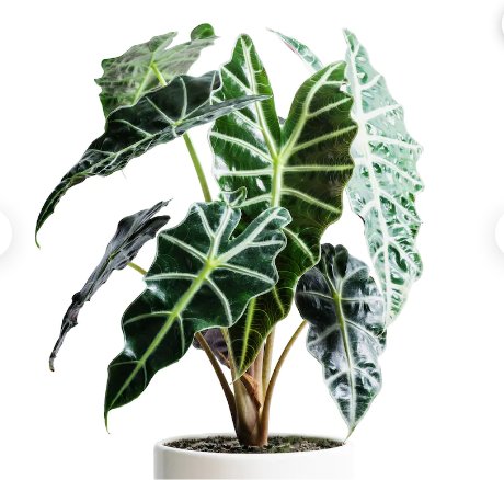 Live Plant 1 Alocasia Dwarf Amazonica Starter Plant For Garden