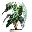 Live Plant 1 Alocasia Dwarf Amazonica Starter Plant For Garden