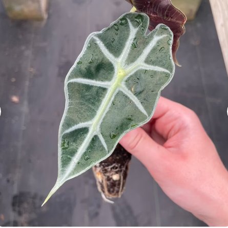 2 Live Plant Alocasia Dwarf Amazonica Starter Plant For Garden