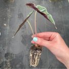 Amazonica Starter Plant 4 Live Plant Alocasia Dwarf For Garden