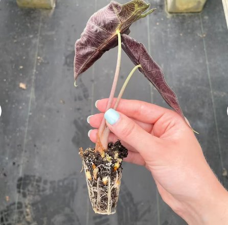 8 Live Plant Alocasia Dwarf Amazonica Starter Plant For Garden