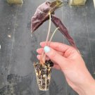 8 Live Plant Alocasia Dwarf Amazonica Starter Plant For Garden
