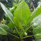 1 Live Plant Alocasia Borneo King Starter Plant For Garden