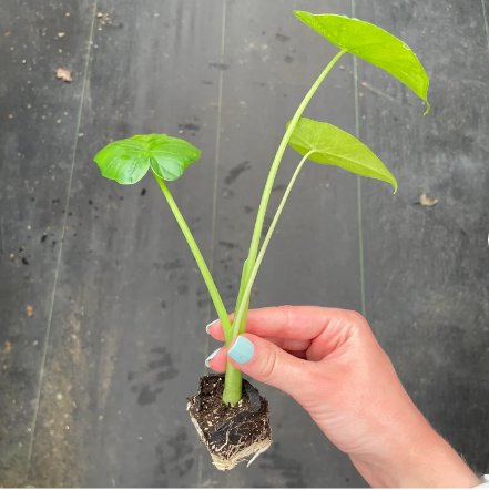 Alocasia Borneo King Starter Plant 2 Live Plant For Garden