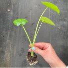 Alocasia Borneo King Starter Plant 2 Live Plant For Garden