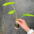 Starter Plant 4 Alocasia Borneo King Live Plant For Garden