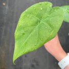 8 Alocasia Borneo King Starter Plant Live Plant For Garden