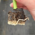 King Starter Plant 16 Alocasia Borneo Live Plant For Garden