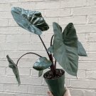 1 Alocasia 'Yucatan Princess' Starter Plant Live Plant For Garden