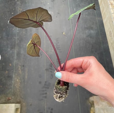 'Yucatan Princess' Starter Plant Live Plant 2 Alocasia For Garden