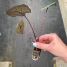 'Yucatan Princess' Starter Plant Live Plant 2 Alocasia For Garden