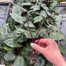 Live Plant 4 Alocasia 'Yucatan Princess' Starter Plant For Garden