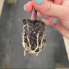 Starter Plant Live Plant 16 Alocasia 'Yucatan Princess' For Garden