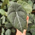 Live Plant 1 Alocasia 'Grey Dragon' Maharani Starter Plant For Garden