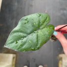 Maharani Starter Plant 8 Alocasia Live Plant 'Grey Dragon' For Garden