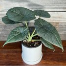 1 Alocasia Maharani Starter Live Plant 'Grey Dragon' For Garden